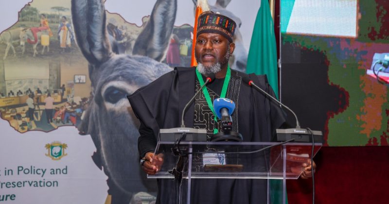 Africa Unites to Save Donkeys as PADCO-2 Validates Historic Strategy