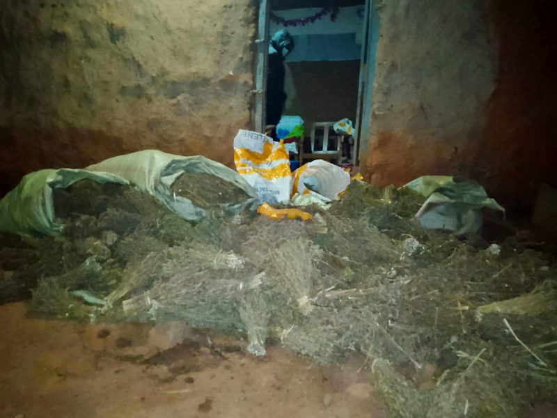 NACADA seizes Sh3mn cannabis haul in Kitale