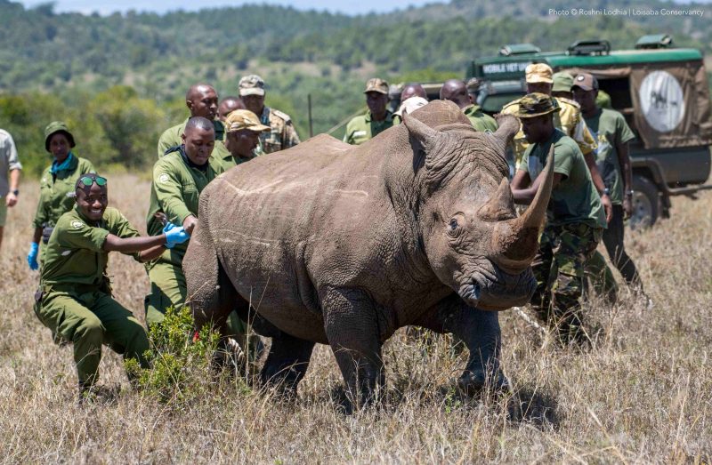 Loisaba conservancy welcomes Southern White Rhinos in support of Kenya’s conservation plan