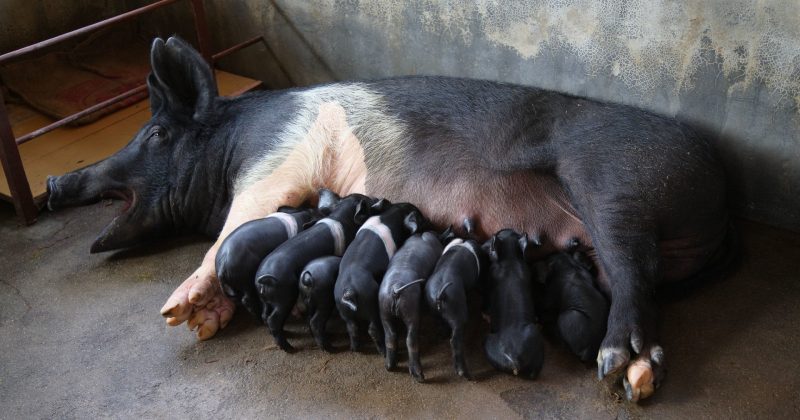 Universal African Swine Fever Vaccine unlikely, scientists warn after trials