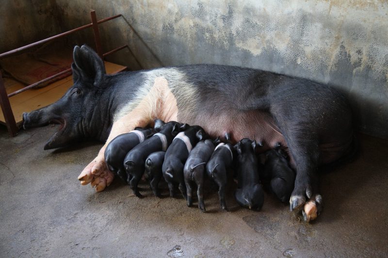 Universal African Swine Fever Vaccine unlikely, scientists warn after trials