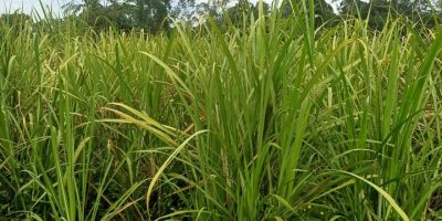 Firm to put up Sh1.45bn sugar factory in Siaya County