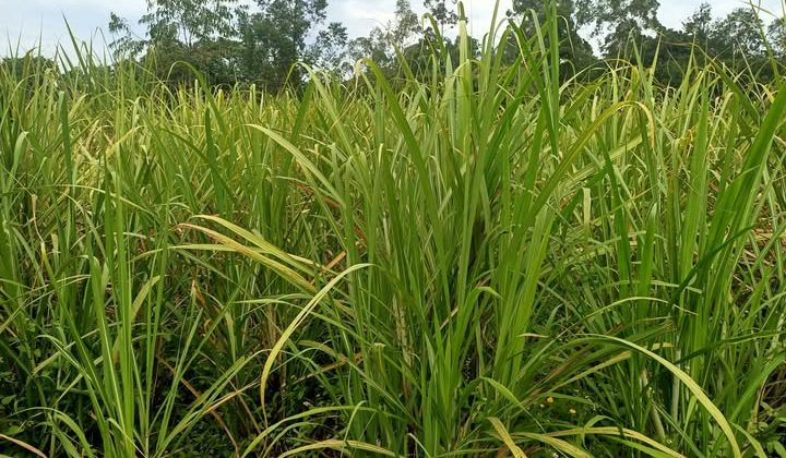 Sugarcane farmers oppose residential development within cane growing zone