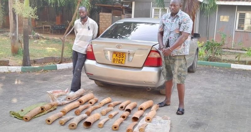 Burundians charged in Mombasa over illegal possession of elephant tusks