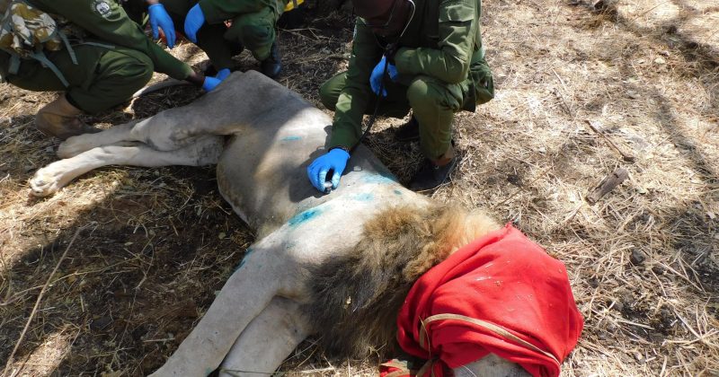 KWS treats lion that developed limp, dental complications