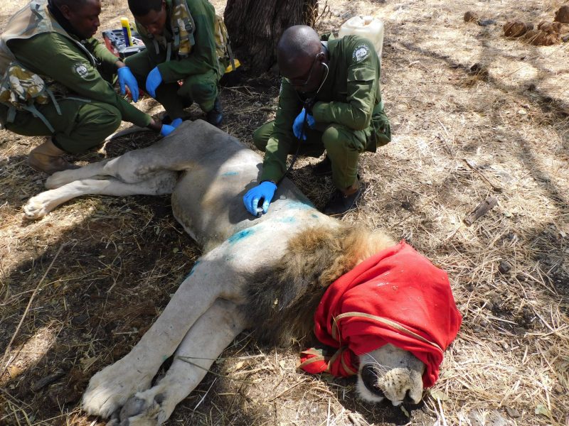 KWS treats lion that developed limp, dental complications