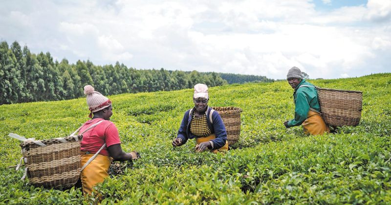 Kenya unveils $2bn tea plan as China opens its market with zero tariff – China Daily