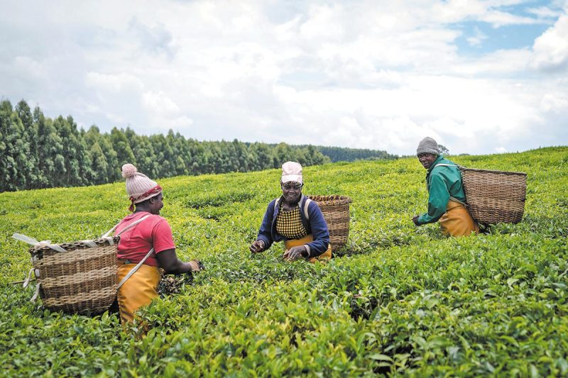 Kenya unveils $2bn tea plan as China opens its market with zero tariff – China Daily