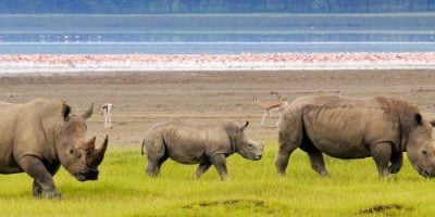 High Court Suspends Joho’s Directive Allowing Fishing in Lake Nakuru
