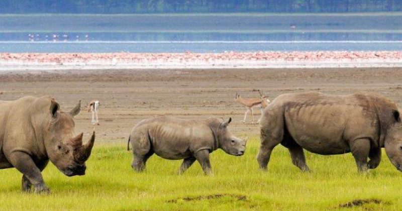 KWS pulls out Lake Nakuru National Park from Saturday’s free entry offer