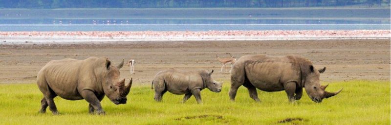 KWS pulls out Lake Nakuru National Park from Saturday’s free entry offer