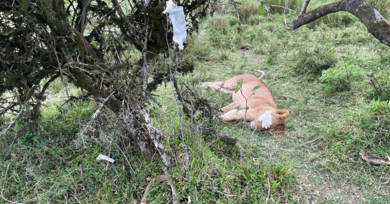 Six lions in Maasai Mara treated for suspected poisoning