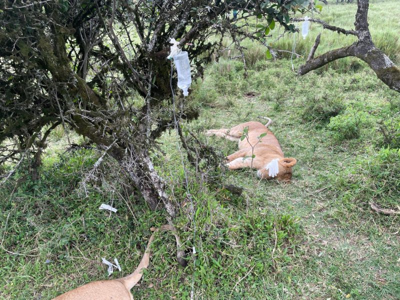 Six lions in Maasai Mara treated for suspected poisoning