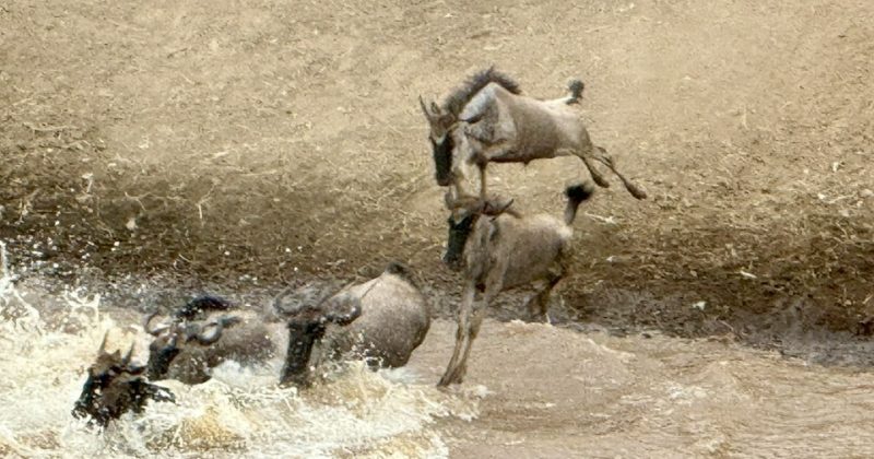 Kenya commits to conserve Mau Forest complex; the source of the Mara River