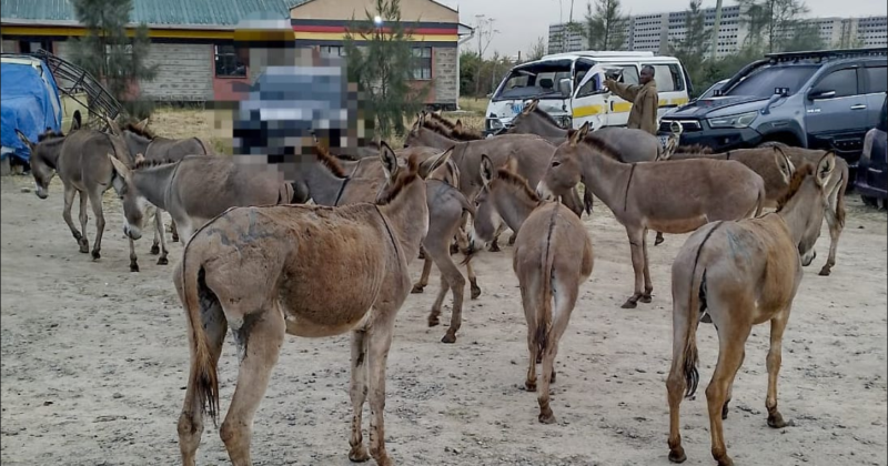 Donkey business halted: Police nab 20 in livestock theft bust