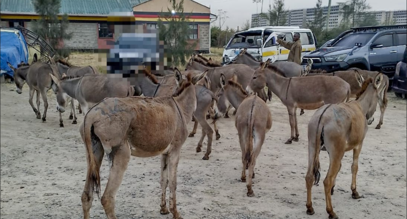 Donkey business halted: Police nab 20 in livestock theft bust