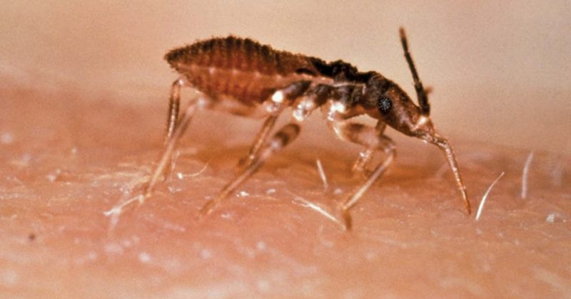Africa rallies to eliminate Trypanosomiasis at 37th ISCTRC General Conference in Nairobi