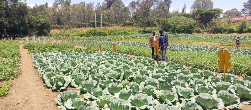 Nakuru County Govt urges offtakers to buy wheat, maize from farmers