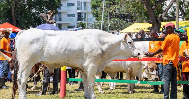 Ruto buys 885kg Chianina cow for Sh1mn at Mombasa ASK Show