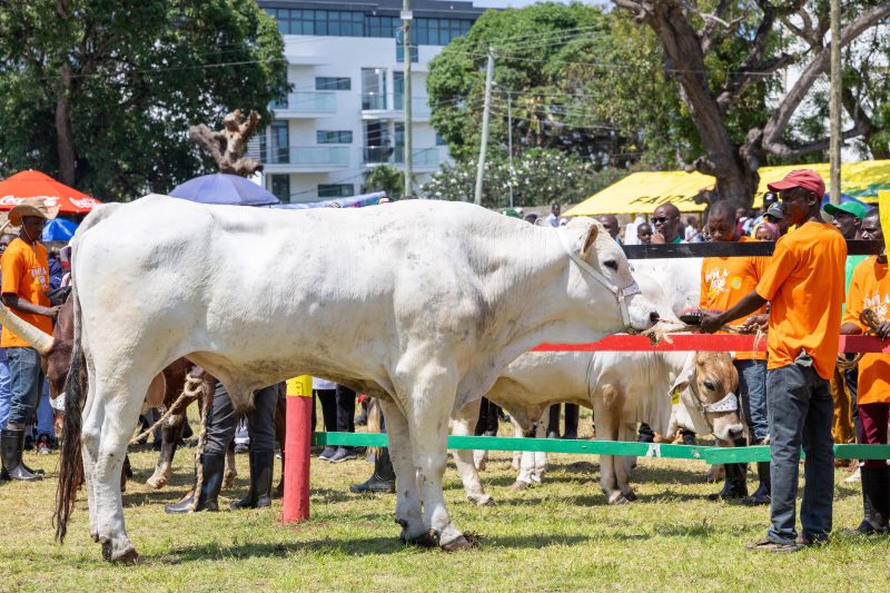 Ruto buys 885kg Chianina cow for Sh1mn at Mombasa ASK Show