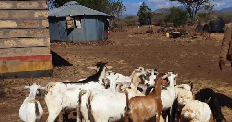 Police recover 19 stolen goats in Igembe North