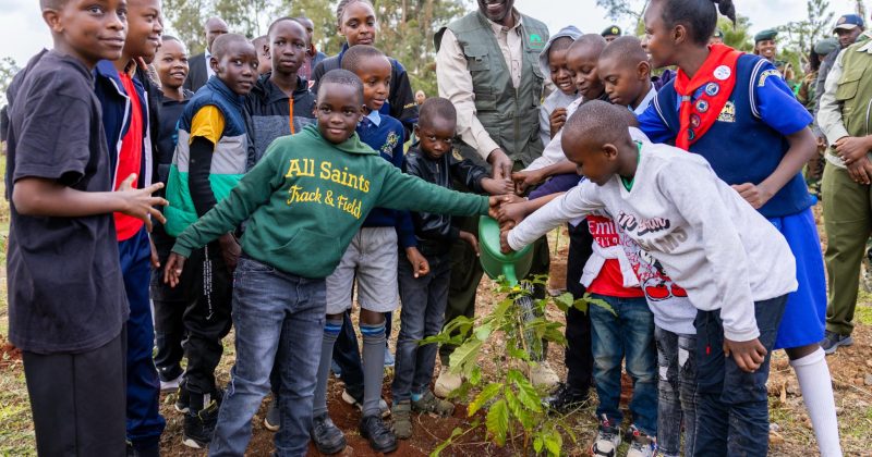 Ruto orders 5pc of CDF Funds Allocated to Tree Seedling Development