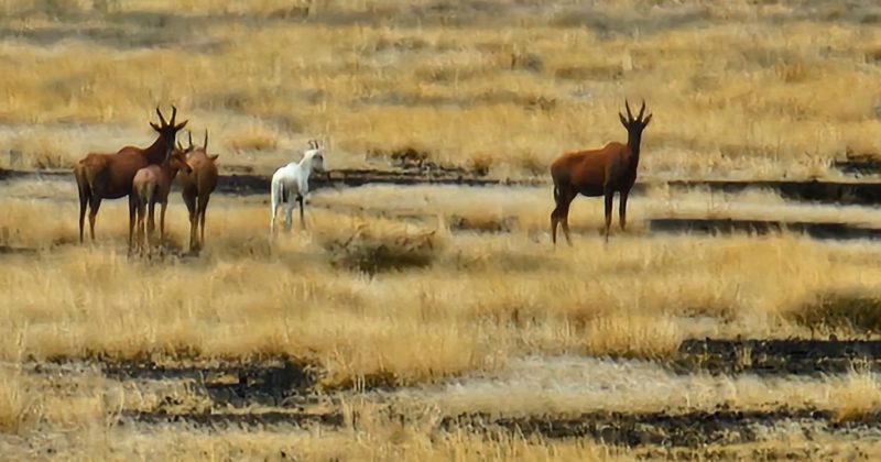Rare albino antelope sighted in Kenya’s remote Sibiloi National Park