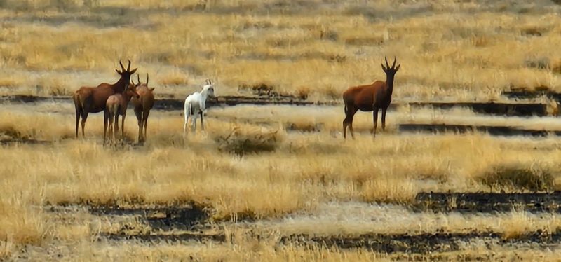 Rare albino antelope sighted in Kenya’s remote Sibiloi National Park