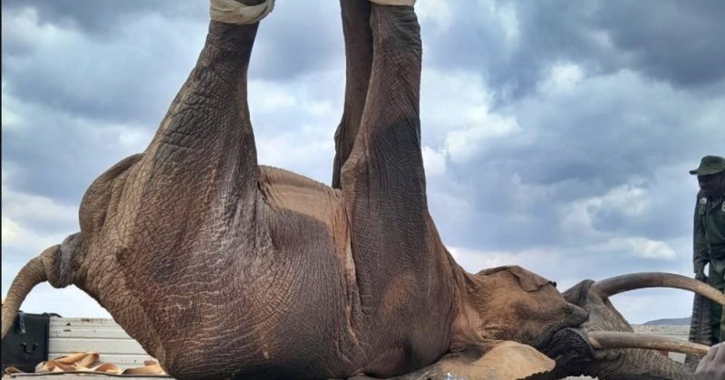 KWS relocates second rogue elephant to Tsavo East in weeks