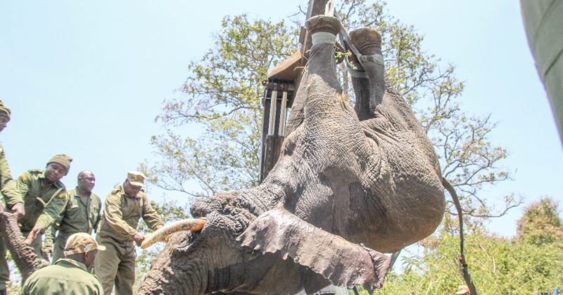 KWS relocates ‘troublesome’ elephant from Meru to Tsavo East to curb human-wildlife conflict
