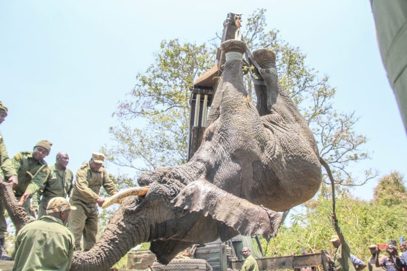 KWS relocates ‘troublesome’ elephant from Meru to Tsavo East to curb human-wildlife conflict