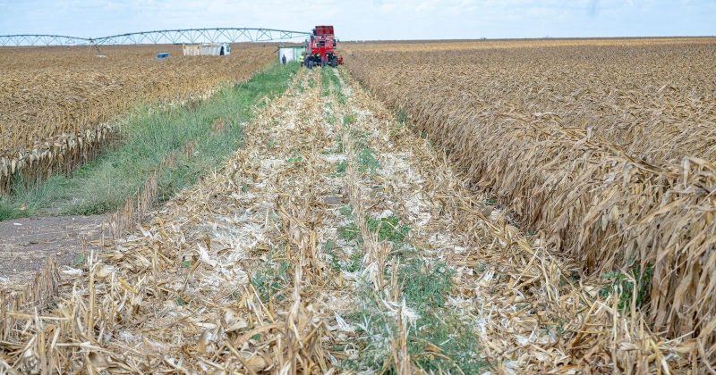 Govt commences first harvest on 1,500-acre Galana Kulalu irrigation scheme