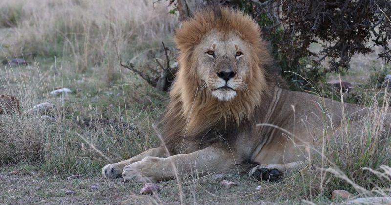 2017-2025: Oloshipa, the legendary Maasai Mara Lion, dies in fierce territorial battle