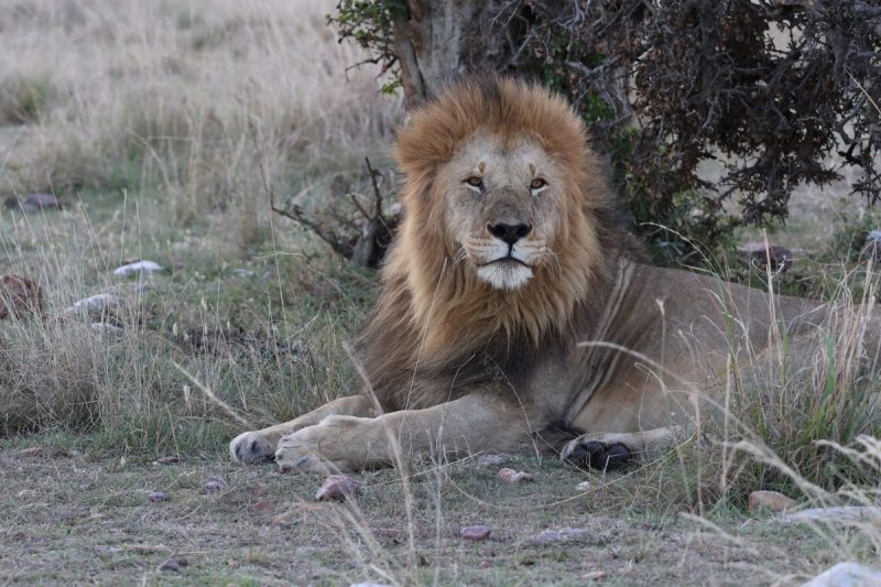 2017-2025: Oloshipa, the legendary Maasai Mara Lion, dies in fierce territorial battle