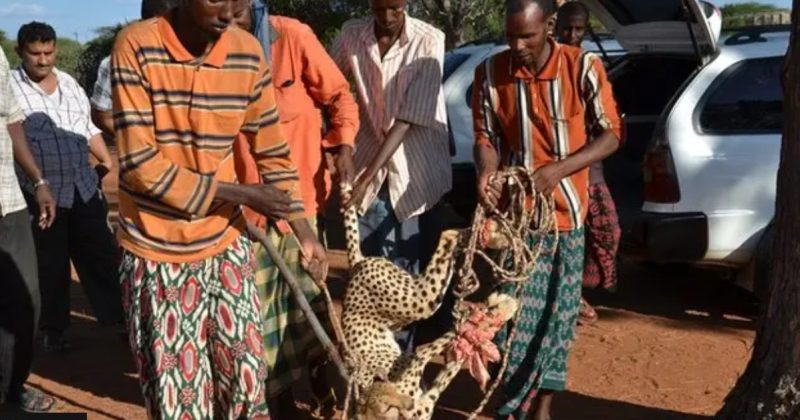 Kenya’s arid north balances conflict and compassion in cheetah encounters