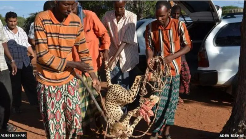 Kenya’s arid north balances conflict and compassion in cheetah encounters