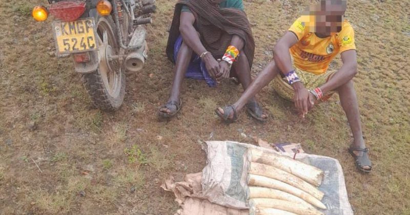Police arrest two suspects with elephant tusks worth Sh1.1 mn in Maralal