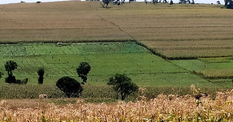 Kisumu county starts mapping out strategies to restore degraded agricultural land