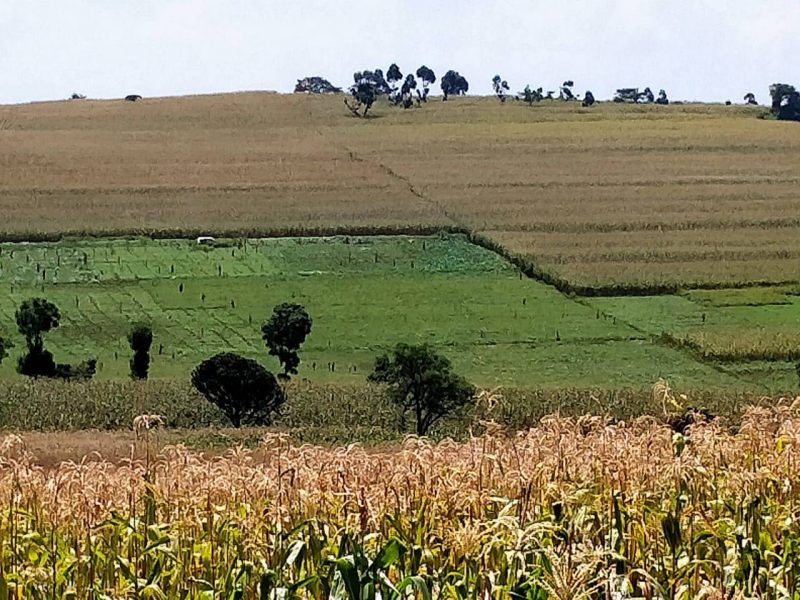 Kisumu county starts mapping out strategies to restore degraded agricultural land