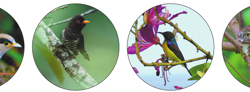 Bird-watchers record 273 species in Yunnan’s Lancang Festival, boosting conservation data