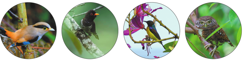 Bird-watchers record 273 species in Yunnan’s Lancang Festival, boosting conservation data