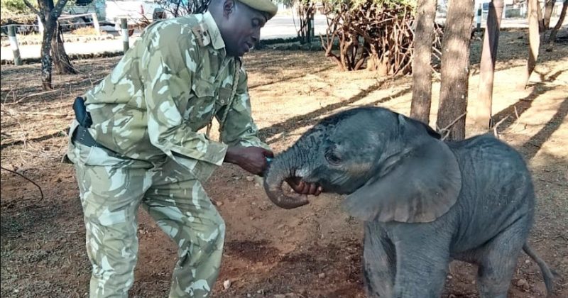 Abandoned elephant calf airlifted to safety after rescue in Kajiado