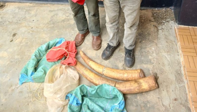 2 arrested as multi-agency team recovers elephant tusks valued at Sh3.6bn