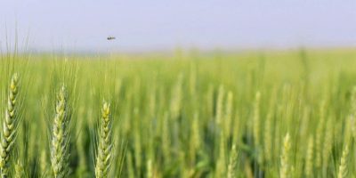 Kazakhstan sends 1st wheat shipment to Armenia via Azerbaijan in 30 years – China Daily