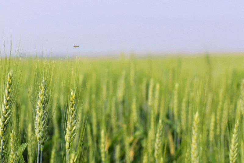 Kazakhstan sends 1st wheat shipment to Armenia via Azerbaijan in 30 years – China Daily