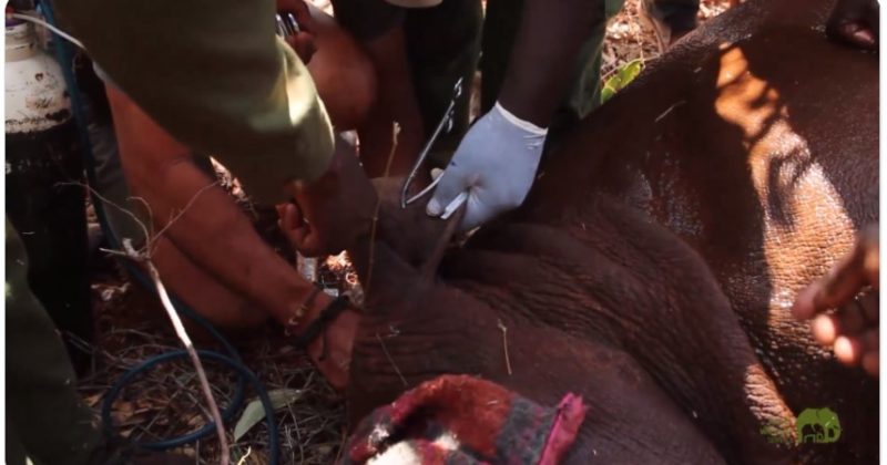 KWS launches largest-ever black rhino ear-notching operation