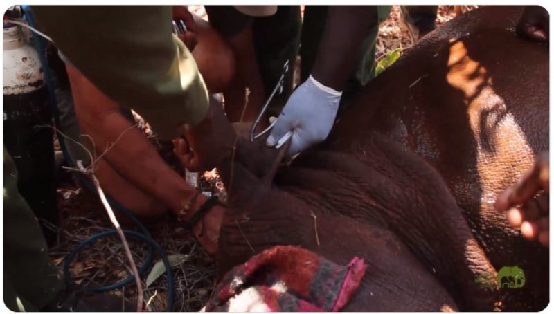 KWS launches largest-ever black rhino ear-notching operation