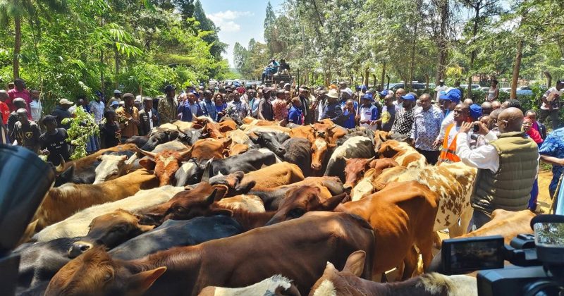 Kalonzo Gifts Raila’s Family With Cows During Bondo Visit to Mourn Him