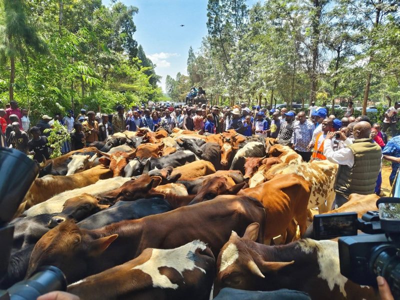 Kalonzo Gifts Raila’s Family With Cows During Bondo Visit to Mourn Him