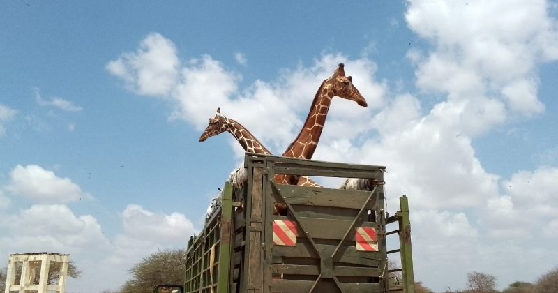 Northeast conservancies protest ‘unlawful’ Somali giraffes relocations to Nanyuki